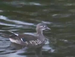 Duckie 8  1080/60i Stock Footage