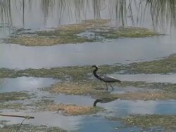 Wetland Landscape Stock Footage