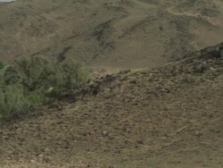 Trees and greenery carve through the unforgiving North African terrain. Stock Footage
