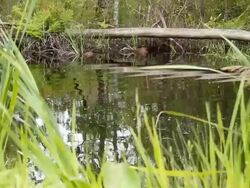 MS Shot of man walking waist deep in river with bag over his head / Aligator River Refuge, North Carolina, United States Stock Footage