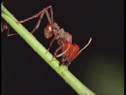 MS Fire ant, Solenopsis geminata, on plant, Amazon, South America Stock Footage