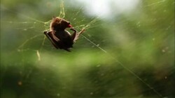 A bat struggles to free itself from a spiderweb. Stock Footage