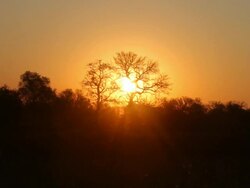MS Shot of sun sets behind a silhouetted tree with a large sun lens flare / ghanzi district, ghanzi district, botswana Stock Footage