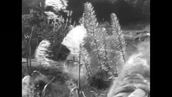 French Far East Expeditionary Corps in Indochina in early 1950s News Clip