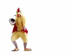 Announcement Chicken Stock Footage