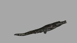 Crocodile Attack with Alpha Channel (Loopable) Stock Footage