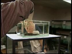 Mexico City's 'water monster' nears extinction News Clip