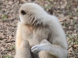 White gibbon Stock Footage