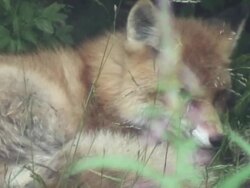 Fox is tired Stock Footage