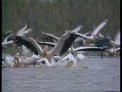 MS Flock of Pelicans landing on water and feeding, India Stock Footage