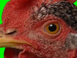 Chicken Eye Stock Footage
