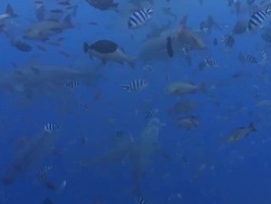 Bull sharks swimming with large number of smaller fish, feeding Stock Footage