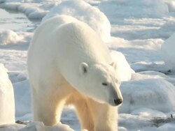 MS Polar bear looking and sniffing  / Churchill, Manitoba, Canada Stock Footage