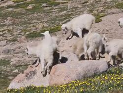 MS Shot of Seven mountain goat (Oreamnos americanus) kids playing and jumping on each other on flower covering tundra / Idaho springs, Colorado, United States Stock Footage