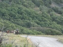 horse running in a mountain forest road Stock Footage