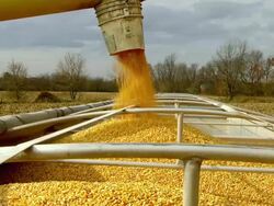 MS Shot of spout filling truck with corn and corn flying around in field / Chelsea, Michigan Stock Footage