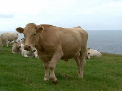 Cows Stock Footage
