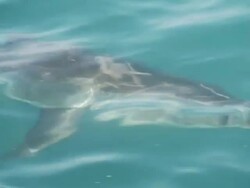 CU TS Shot of Shark swimming just below surface of sea / Cape Town, Western Cape, South Africa Stock Footage