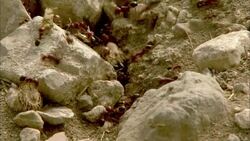 Fire ants scurry around the opening of their nest. Stock Footage