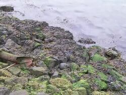 Broken pipe on rocky riverbank, lapping water, pollution, Northern Ireland Stock Footage