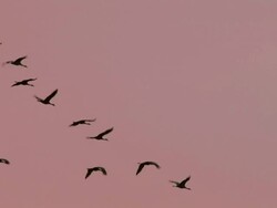 MS Greater sandhill cranes flying at sunrise / Monte Vista, Colorado, United States Stock Footage