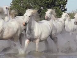 MS TS PAN SLO MO R/F Shot of Herd Horse galloping in river / Saintes Marie de la Mer, Camargue, France Stock Footage
