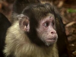 SLOWMOTION: Capuchin Monkey Stock Footage