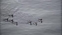 Brunnich's Guillemot in the water, Svalbard 1 Stock Footage