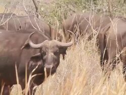 MS Shot of bird on wildebeest as it standing in tall grass / ghanzi district, ghanzi district, botswana Stock Footage