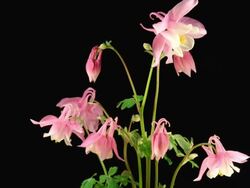 European Columbine blooming over black Stock Footage