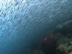 Huge shoal of fish over large hard coral, Southern Visayas, Philippines Stock Footage