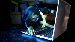 Dog with tie using laptop computer Stock Footage