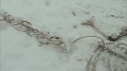 Snow covers the skeletal remains of a mammal. Stock Footage