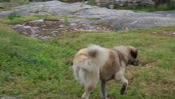 Feeding the dog Stock Footage