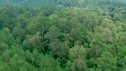 Thick leafy trees characterize a dense forest in Mississippi. Stock Footage