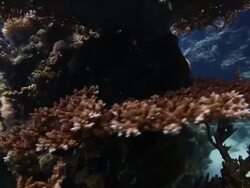 Coral And Fish Stock Footage