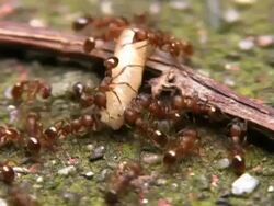 Hunting Ants Stock Footage