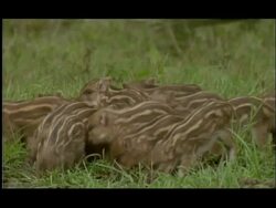 Adult wild boar (Sus scrofa) with stripy piglets grazing grass around salt lick, Bandipur, Nagarahole National Park, India Stock Footage