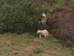 UK's ony two polar bears meet for the first time News Clip