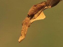 Leaf Mantis Stock Footage