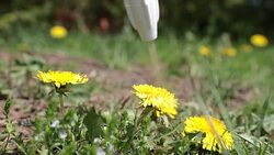Spraying Herbicide on Dandelion Stock Footage