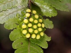 Spawn of a glass frog (family Centrolenidae) stuck to a leaf surface. Glass frogs inhabit cloud forests and rainforests in Central and northern South America. Stock Footage