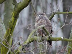Bird of prey Stock Footage