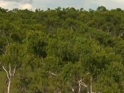 Aerial over wooded wetlands to reveal human settlement Stock Footage