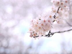Sakura Stock Footage