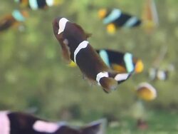 Clownfiish Stock Footage