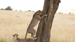 Cheetahs Hunting / preying Stock Footage