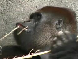 Gorilla Eating Stock Footage