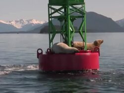 Sea Lion In High Definition HD & Saved At Highest Quality. Stock Footage