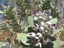 CU Shot of Calotropis procera / Eilat, Arava, Negev Desert, Israel  Stock Footage